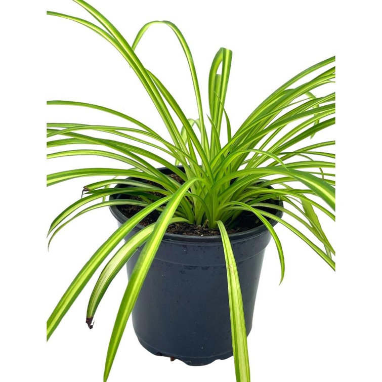 Florida House Plants Live Spider Low Maintenance Plant in Pot Wayfair